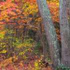 USA, New Jersey, Pine Barrens National Preserve. Forest scenic in autumn. Art Print